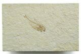 Juvenile Fossil Fish (Diplomystus) - Wyoming #349599-1